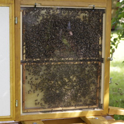 Anflug der Bienenstation
